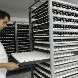 دو راهکار پیشنهادی برای جلوگیری از زیان تولیدکنندگان تخم‌مرغ