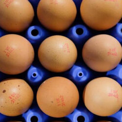 زیان ۷۰۰ تومانی مرغداران در فروش هر کیلو تخم مرغ.
