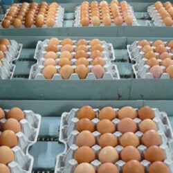 موسوی نژاد مدیرعامل اتحادیه مرغداران مرغ تخم‌گذار خراسان رضوی گفت: در حال حاضر ۴۰ درصد ظرفیت سالن‌های پرورش مرغ تخم‌گذار خالی است.
