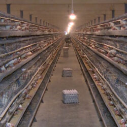 از ابتدای امسال تا کنون ۱۲ هزار تن تخم مرغ در شهرستان کاشان تولید شده است.