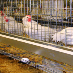 سیاست‌های غلط دولتمردان و مسئولان در وزارت‌خانه این مصیبت را بر سر صنعت مرغ و تخم‌مرغ آورد.