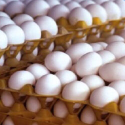 توزیع ۱۰۰۰ تن تخم‌مرغ وارداتی