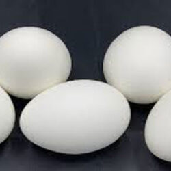 رئیس هیات مدیره اتحادیه مرغ تخم گذار استان تهران از افزایش ٢٠ درصدی مصرف سرانه تخم مرغ در کشور خبر داد و گفت: کمبودی در حوزه تولید نداریم.