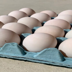 رئیس هیئت مدیره اتحادیه مرغداران میهن گفت: تولید روزانه تخم مرغ با رشد ۱۰ درصدی نسبت به سال قبل به ۳ هزار و ۳۰۰ تن رسیده است.