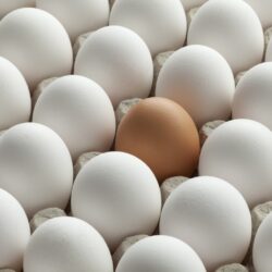 تولید روزانه تخم مرغ به ۳ هزار و ۳۰۰ تن رسید