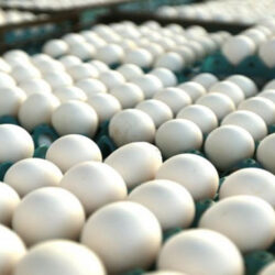 رئیس هیئت‌مدیره اتحادیه مرغ تخم‌گذار میهن گفت: طی سه ماه گذشته جوجه ریزی مرغ تخم‌گذار دو برابر نیاز کشور بوده بنابراین میزان جوجه ریزی بسیار زیاد است.
