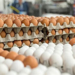 بیش از ۲۷۰۰ تن تخم مرغ خوراکی از گنبدکاووس صادر شد.