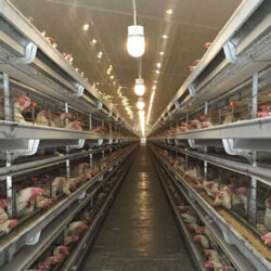 نبی پور، رئیس اتحادیه مرغ تخمگذار استان تهران با بیان اینکه به دلیل نبودن کشتارگاه و سردخانه مرغ های بالای ۹۰ هفته در مرغداری ها رسوب کرده است، می افزاید: با این وجود نهاده به این طیور تعلق نمی گیرد.