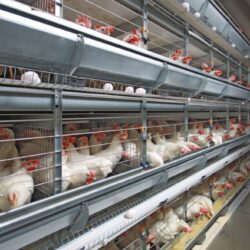 احیاء طرح ۲۴۰هزار قطعه‌ای مرغ تخم گذار در زاهدان