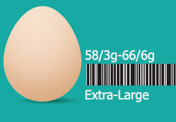 برنامه‌ای برای صادرات تخم مرغ نداریم