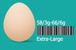 برنامه‌ای برای صادرات تخم مرغ نداریم