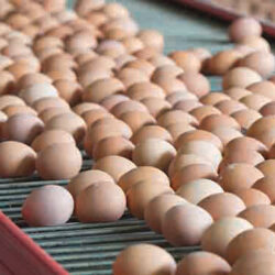 رئیس هیئت مدیره اتحادیه مرغ تخمگذار استان تهران با اشاره به اینکه مرغداران در هر کیلو تولید تخم مرغ ۲۳ هزار تومان ضرر می‌کنند، گفت: با این وضعیت مرغ‌ها کشتار می‌شوند.