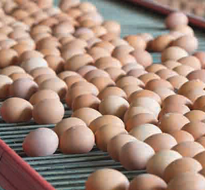 رئیس هیئت مدیره اتحادیه مرغ تخمگذار استان تهران با اشاره به اینکه مرغداران در هر کیلو تولید تخم مرغ ۲۳ هزار تومان ضرر می‌کنند، گفت: با این وضعیت مرغ‌ها کشتار می‌شوند.