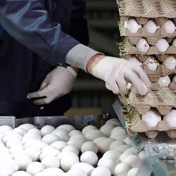رکنا اقتصادی: رئیس هیئت مدیره اتحادیه مرغداران درخصوص قیمت تخم مرغ گفت: مرغداران در حال حاضر با ضرر تولید خود را می فروشند. اگر روند تداوم ضرر و زیان ادامه داشته باشد باعث می شود تولید خود را خارج کنند. آثار ضرر و زیان مرغداران سه ماه دیگر خود را نشان خواهد داد.