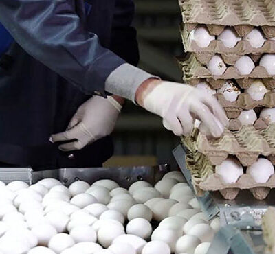 رکنا اقتصادی: رئیس هیئت مدیره اتحادیه مرغداران درخصوص قیمت تخم مرغ گفت: مرغداران در حال حاضر با ضرر تولید خود را می فروشند. اگر روند تداوم ضرر و زیان ادامه داشته باشد باعث می شود تولید خود را خارج کنند. آثار ضرر و زیان مرغداران سه ماه دیگر خود را نشان خواهد داد.