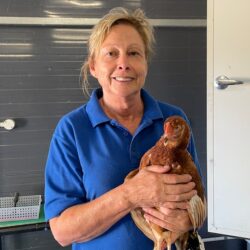 کمبود تخم مرغ در استرالیای غربی