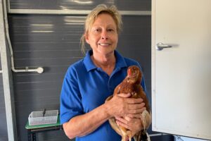 کمبود تخم مرغ در استرالیای غربی