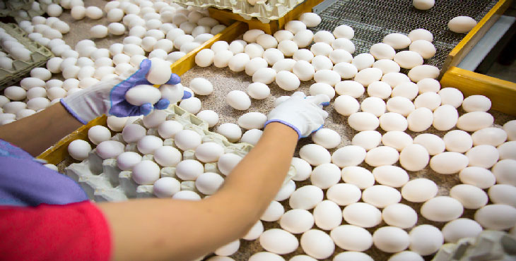 تخم مرغ ارزان شده اما روزی ۱۰۰ تن صادر می شود.