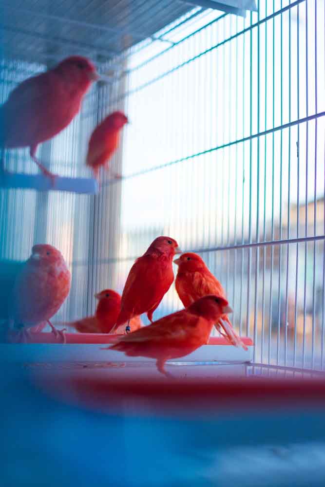رنگدانه قرمز پرندگان زینتی