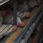 مازاد روزانه۲۰۰ تا ۳۰۰ تن تخم مرغ