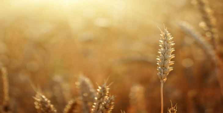 در گزارش جدید وزارت کشاورزی ایالات متحده(USDA) درخصوص برداشت محصول گندم، قیمت این محصول در جمعه هفته گذشته اندکی کاهش یافت.
