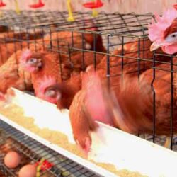 جهش ۲۸درصدی تولید تخم مرغ در گلستان