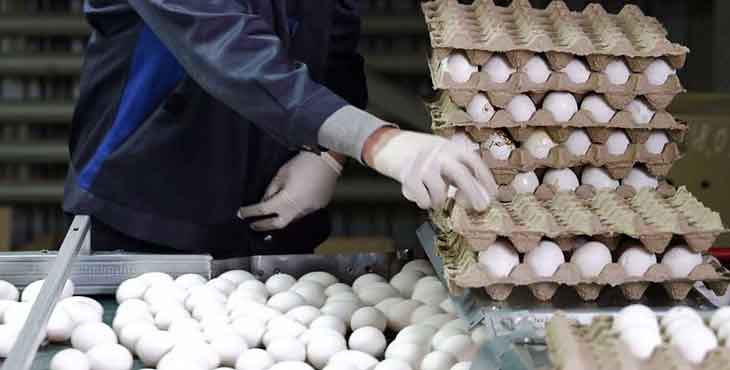 بدهی دولت به تولیدکنندگان تخم مرغ