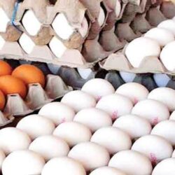 یوسفی، رئیس هیات مدیره پرورش دهندگان مرغ، تولید تخم مرغ با قیمت فعلی را ضرر و زیان دانست و تاکید کرد مرغداران مجبور به کاهش تولید هستند.