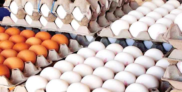 کاهش تولید تخم‌مرغ؛ جبران ضررِ مرغداران
