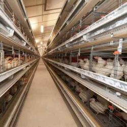 تولیدکنندگان تخم مرغ تاکید به افزایش قیمت دارند. آنها می‌گویند درصورتی‌که دولت با این خواسته موافقت نکند مرغداران ورشکسته و منجر به توقف تولید در شش ماهه دوم سال خواهد شد. در این صورت دولت ناچار به واردات تخم مرغ با کیفیت پایین‌تر و قیمت بالاتر می‌شود.