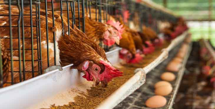 خسارت ۲۰۰۰ میلیارد تومانی صنعت تخم مرغ در خراسان‌ رضوی