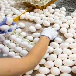 خسارت ۲۰۰۰ میلیارد تومانی صنعت تخم مرغ در خراسان‌ رضوی