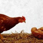 مرغ و تخم مرغ گران شد.