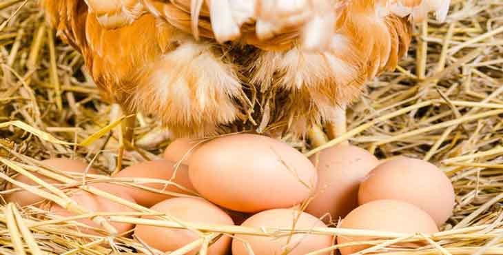 Rising feed and energy prices takes toll on Poland’s laying hens