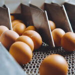 تولید تخم مرغ آمریکا در ماه مارس 1 درصد کاهش یافت