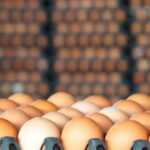 ریزش قیمت تخم‌مرغ در آمریکا مشروط شد.