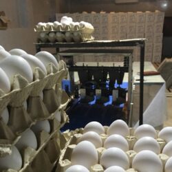 نرخ پیشنهادی هر کیلو تخم مرغ مشخص شد
