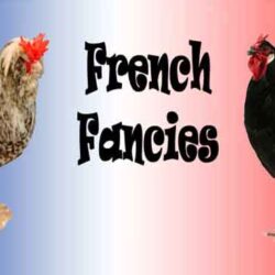 افزایش قیمت تخم‌مرغ، صنایع غذایی فرانسه را مجبور به تغییر دستور غذا می‌کند.