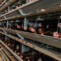 مدیرعامل اتحادیه مرکزی مرغداران میهن گفت: قیمت تمام شده هر کیلو تخم‌مرغ برای مرغداران ۴۹ هزار تومان است که در حال حاضر با ۱۰ هزار تومان کمتر آن را به بازار عرضه می‌کنند.