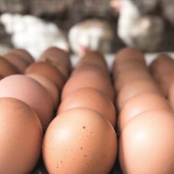 حداکثر قیمت منطقی هر عدد تخم مرغ ۳ هزار تومان است