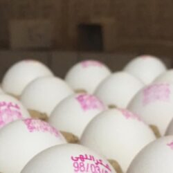  ۵۰ درصد تولید تخم مرغ در خراسان رضوی مازاد است