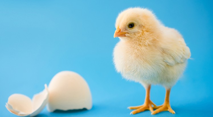 فقط ۳.۵ درصد از واحدهای مرغداری بالای ۵۰ هزار قطعه ظرفیت دارند