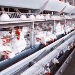 مرغداران تخمگذار ایران