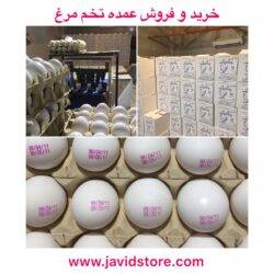 ایران؛ تولیدکننده ارزان‌ترین تخم‌مرغ جهان