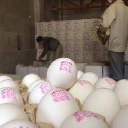 تخم مرغ کماکان کمتر از نرخ مصوب عرضه می شود