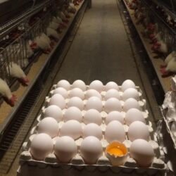 تولید روزانه تخم مرغ به ۳ هزار و ۵۰۰ تن رسید