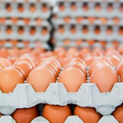 رئیس اتحادیه مرغداران مرغ تخم‌گذار خراسان رضوی گفت: به طور میانگین قیمت تخم‌مرغ در خراسان رضوی ۳هزار تومان کمتر از میانگین کشوری است. این درحالی است که قیمت تمام شده آن در استان بیشتر از سایر نقاط کشور است.