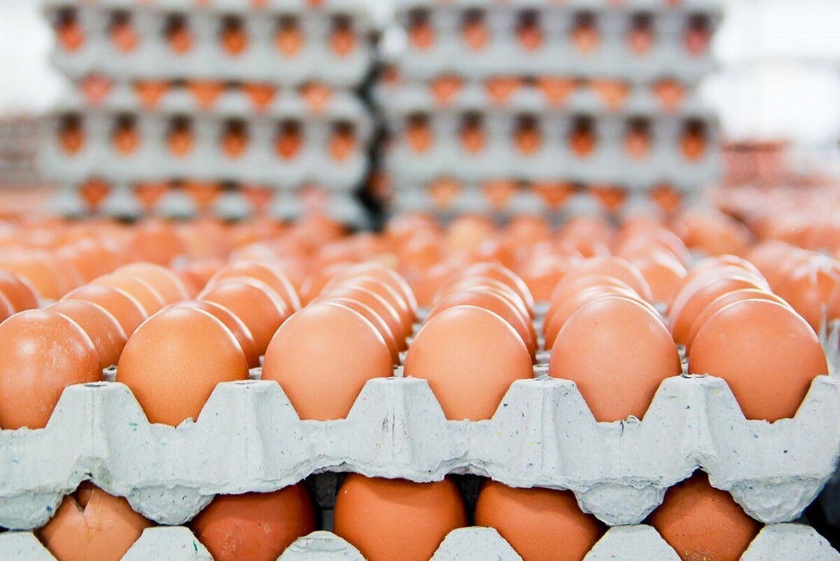 رئیس اتحادیه مرغداران مرغ تخم‌گذار خراسان رضوی گفت: به طور میانگین قیمت تخم‌مرغ در خراسان رضوی ۳هزار تومان کمتر از میانگین کشوری است. این درحالی است که قیمت تمام شده آن در استان بیشتر از سایر نقاط کشور است.