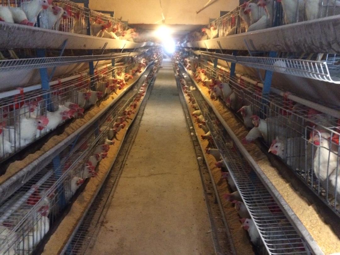 تخم مرغ کمتر از نرخ مصوب در فروشگاه های زنجیره ای عرضه می شود