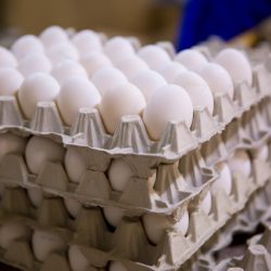 رئیس هیئت مدیره اتحادیه مرغداران میهن گفت: با توجه به صنعت پیشرفته مرغ تخم‌گذار، ایران رتبه ۸ تولید تخم مرغ در دنیا را داراست.